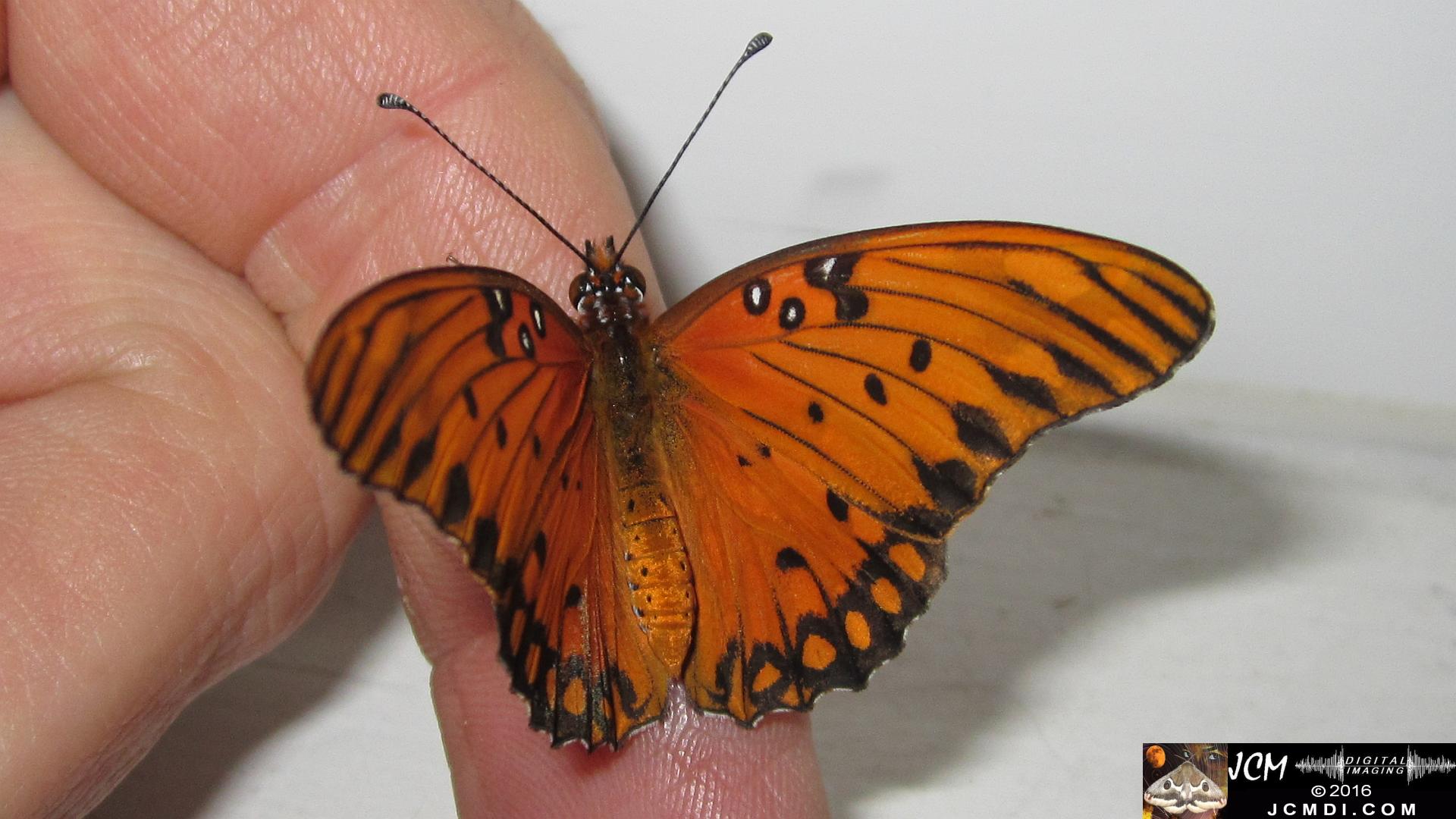 20160919 774 Gulf Fritillary Butterfly Adult on finger.jpg